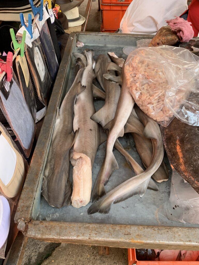 멕시코 물고기