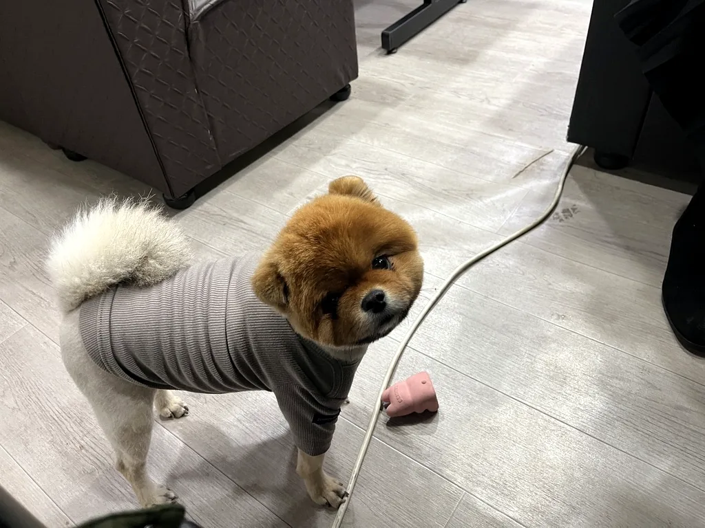 금희다방에서 손님을 얌전히 반겨주는 귀여운 포메라니안 강아지