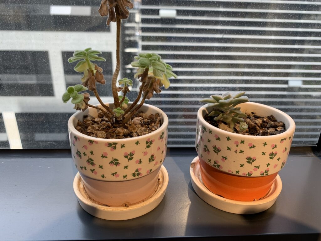 금곡동 카페 제주동백