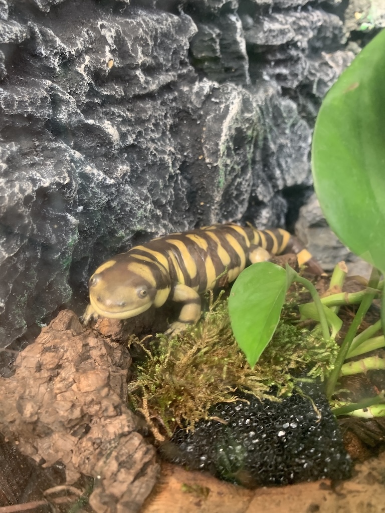 수목원 화담숲 곤충 생태관